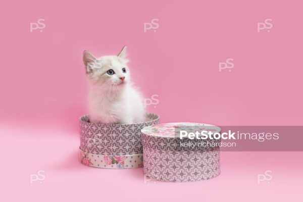 White kitten sitting inside of pink and gray hat boxes, pink background.