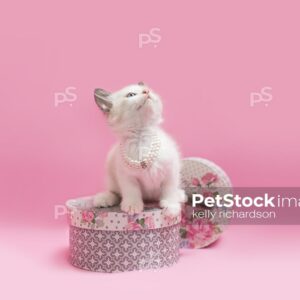 White kitten sitting inside of pink and gray hat boxes, pink background.