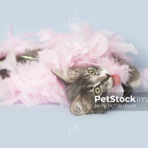 Gray tabby kitten playing with pink feather boa, light blue background. Tongue sticking out!