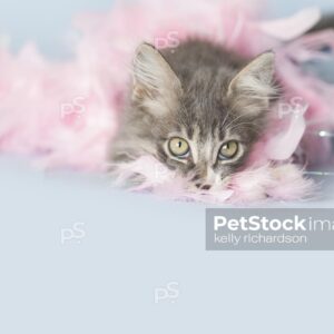 Gray tabby kitten playing with pink feather boa, light blue background.