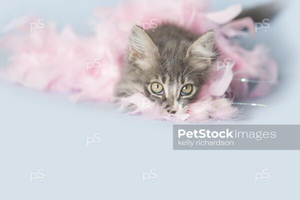 Gray tabby kitten playing with pink feather boa, light blue background.