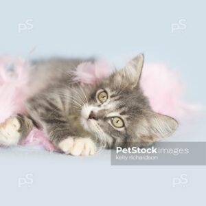 Gray tabby kitten playing with pink feather boa, light blue background.