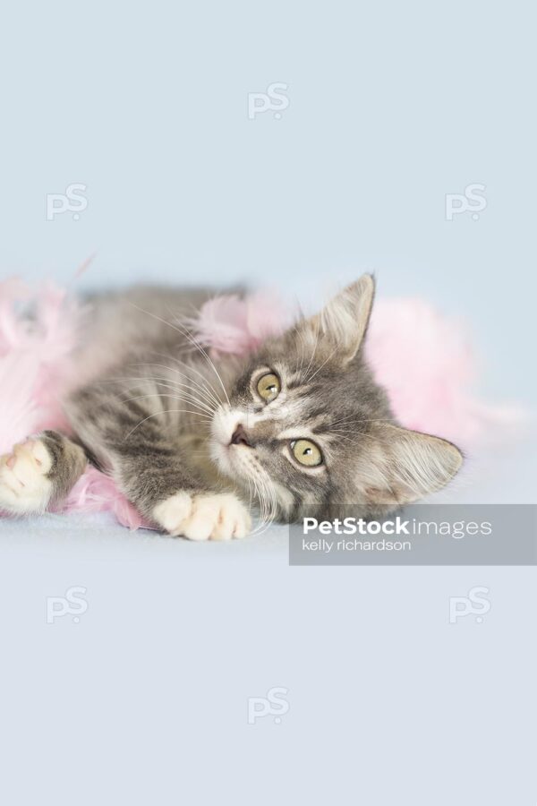 Gray tabby kitten playing with pink feather boa, light blue background.