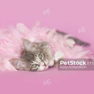 gray and white tabby Kitten playing and laying in pink feathers and white pearls, pink background.