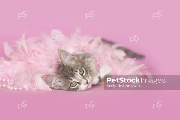 gray and white tabby Kitten playing and laying in pink feathers and white pearls, pink background.