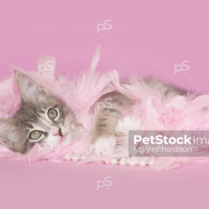 Gray and white tabby Kitten playing and laying in pink feathers and white pearls, pink background.