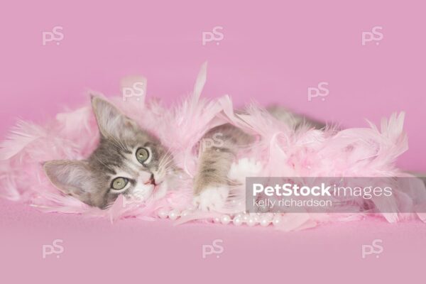 Gray and white tabby Kitten playing and laying in pink feathers and white pearls, pink background.