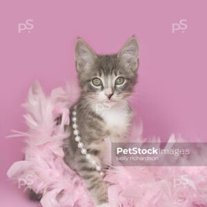 Gray and white tabby Kitten playing and laying in pink feathers and white pearls, pink background.