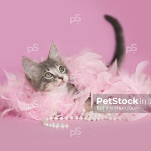 Gray and white tabby Kitten playing and laying in pink feathers and white pearls, pink background.