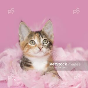 Royalty Photo of a Tortoise Calico, orange black and white, Kitten playing and laying in pink feathers and white pearls, pink background.