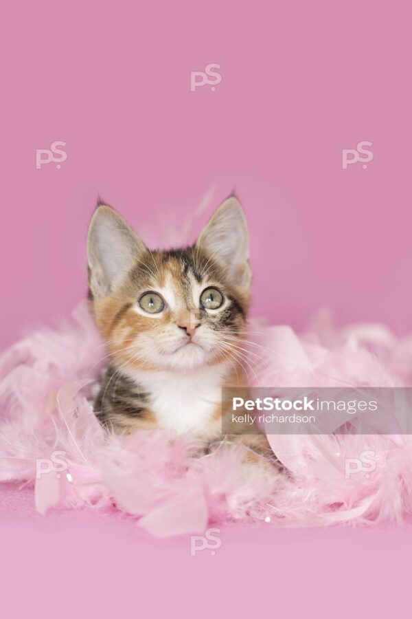 Royalty Photo of a Tortoise Calico, orange black and white, Kitten playing and laying in pink feathers and white pearls, pink background.