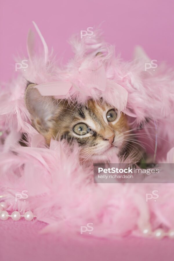 Royalty Photo of a Tortoise Calico, orange black and white, Kitten playing and laying in pink feathers and white pearls, pink background.