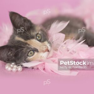 Gray Calico Kitten tangled up in pink feathers and white pearls, pink background.