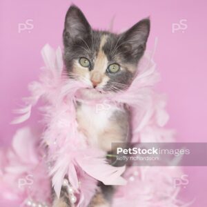 Gray Calico Kitten standing up tangled up in pink feathers and white pearls, pink background.