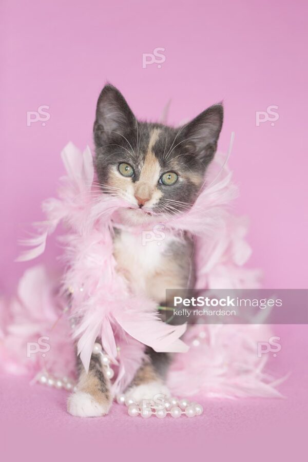 Gray Calico Kitten standing up tangled up in pink feathers and white pearls, pink background.