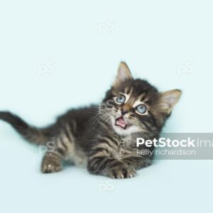 Royalty Free Stock Photo of a Black Tabby kitten blue background.