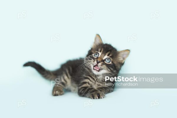 Royalty Free Stock Photo of a Black Tabby kitten blue background.