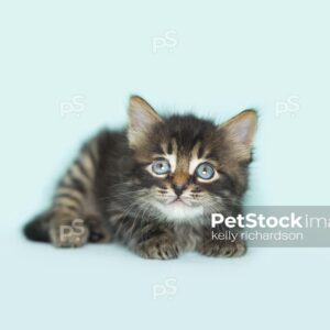 Royalty Free Stock Photo of a Black Tabby kitten blue eyes, playing, blue background.