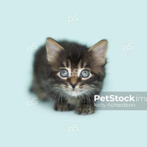 Royalty Free Stock Photo of a Black Tabby kitten blue eyes, playing, blue background.