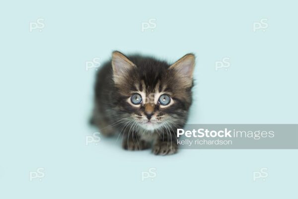 Royalty Free Stock Photo of a Black Tabby kitten blue eyes, playing, blue background.