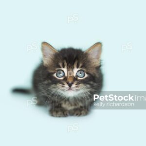 Royalty Free Stock Photo of a Black Tabby kitten blue eyes, playing, blue background.