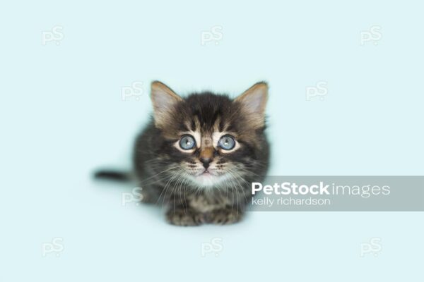 Royalty Free Stock Photo of a Black Tabby kitten blue eyes, playing, blue background.