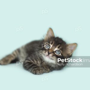 Brown tabby kitten blue background.