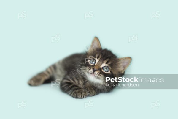 Brown tabby kitten blue background.