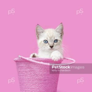 Royalty free stock photo of a White Siamese mix kitten with blue eyes sitting inside of a pink bucket.