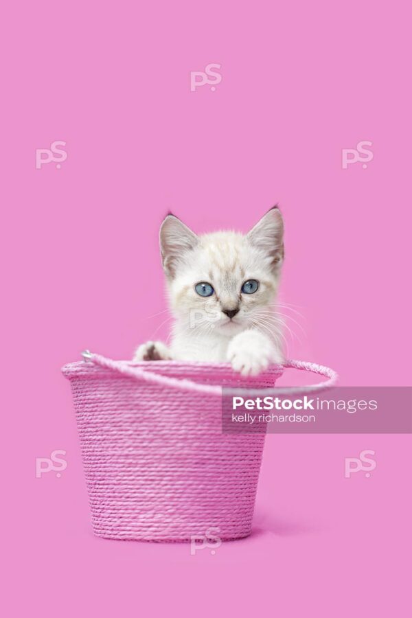 Royalty free stock photo of a White Siamese mix kitten with blue eyes sitting inside of a pink bucket.