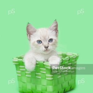 Royalty free stock photo of a White Siamese mix kitten with blue eyes sitting inside of a green basket, green background.