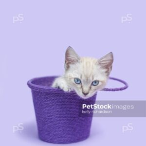 White Siamese Kitten inside a purple bucket, purple background.