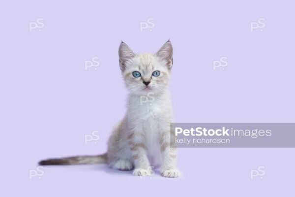 White Siamese Kitten purple background.