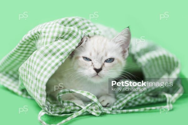 Royalty free stock photo of a GRUMPY, sleepy White Siamese mix kitten with blue eyes waking up from sleep, laying inside of a green and white plaid bag, green background.