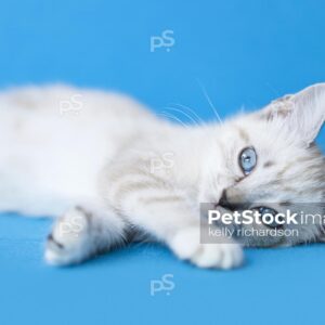 Royalty free stock photo of a White Siamese mix kitten with blue eyes laying on a bright blue background.