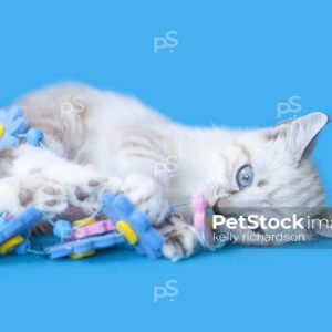 Royalty free stock photo of a White Siamese mix kitten with blue eyes laying on a bright blue background playing with flower string garland decoration.