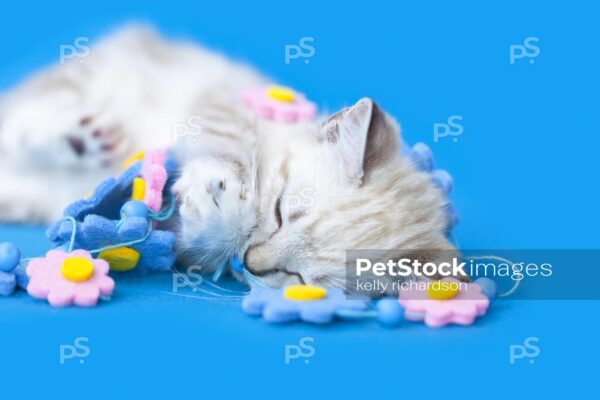 Royalty free stock photo of a White Siamese mix kitten sleeping on a bright blue background tangled up in flower string garland decoration.