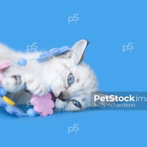 Royalty free stock photo of a White Siamese mix kitten with blue eyes laying on a bright blue background playing with flower string garland decoration.