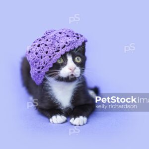 Royalty free stock photo of a Tuxedo kitten wearing a purple hat, purple background.