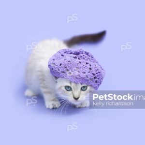 Royalty free stock photo of a White Siamese mix kitten with blue eyes wearing a purple hat, purple background.