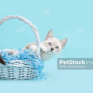 Royalty free stock photo of a White Siamese mix kitten with blue eyes sitting inside of a pale blue Easter Basket, light blue background.