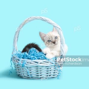 Royalty free stock photo of a White Siamese mix kitten with blue eyes sitting inside of a pale blue wooden Easter Basket, light blue background.