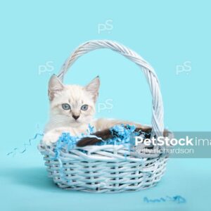 Royalty free stock photo of a White Siamese mix kitten with blue eyes sitting inside of a pale blue wooden Easter Basket, light blue background.