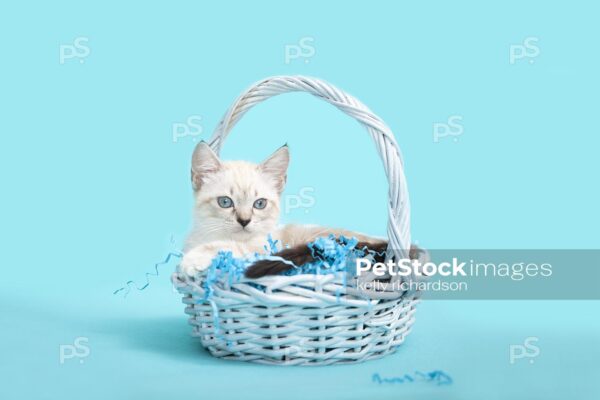 Royalty free stock photo of a White Siamese mix kitten with blue eyes sitting inside of a pale blue wooden Easter Basket, light blue background.