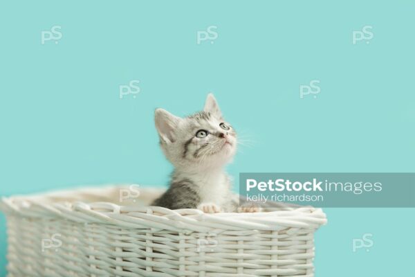 Royalty free stock photo of a gray tabby kitten inside of a white wooden Basket, light blue background.