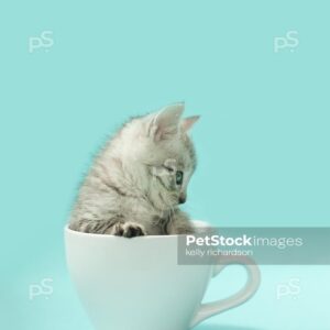 oyalty free stock photo of a gray tabby kitten inside of a white coffee cup, light blue background.