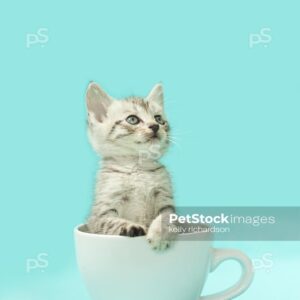 Royalty free stock photo of a gray tabby kitten inside of a white coffee cup, light blue background.