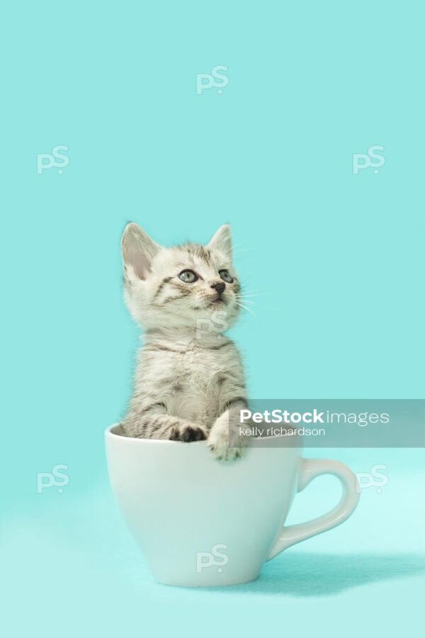 Royalty free stock photo of a gray tabby kitten inside of a white coffee cup, light blue background.