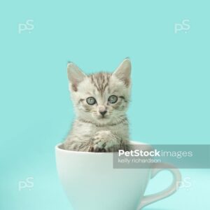 Royalty free stock photo of a gray tabby kitten inside of a white coffee cup, light blue background.