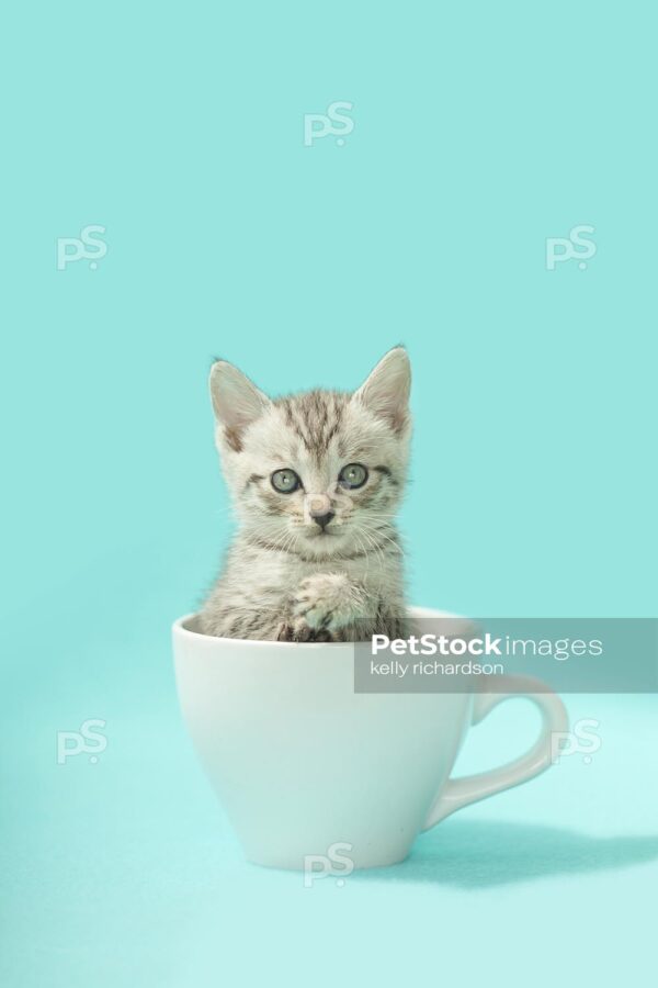 Royalty free stock photo of a gray tabby kitten inside of a white coffee cup, light blue background.